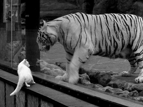 CBA联盟鼓励球员个性化表达营造球迷氛围,cba励志名言