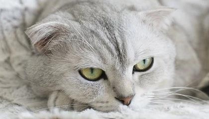 开云体育在线赛事直播-全国青少年硬地排球锦标赛新打法引关注，硬排球场地示意图