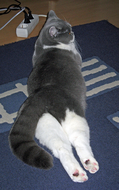 开云官网首页-体育用品智能追溯系统建设与监管机制研究，体育用品管理系统