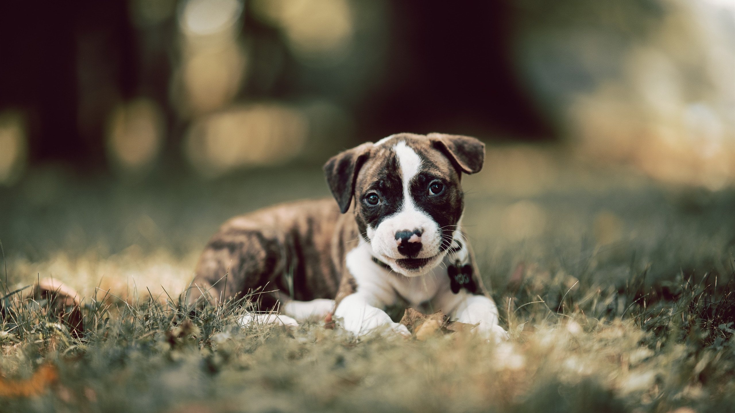 划频波动数据对冲刺效果影响,划幅和划频