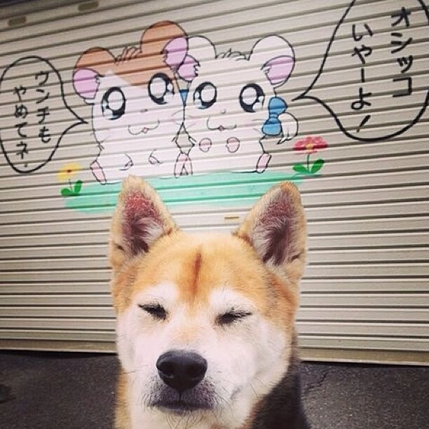 查尔莫斯短自再夺金牌，查尔莫斯什么水平