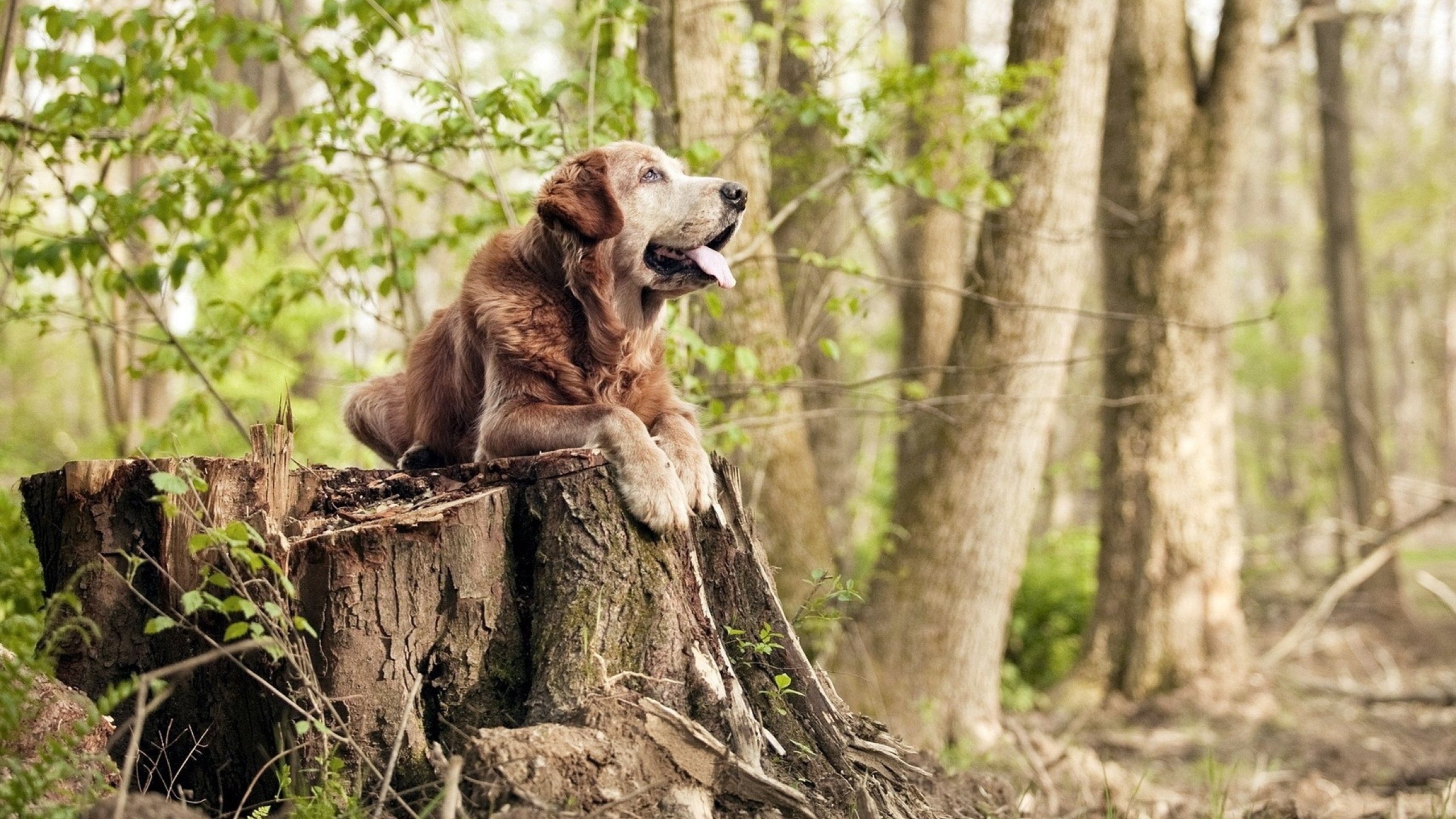 澳大利亚队的坚持与成长：国际乒联混合团体世界杯表现评估，澳大利亚乒乓球运动员最新情况