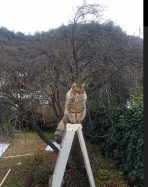 开云官网入口-瑞典乒乓球队未来：通过心理训练和体能提升全方位备战，瑞典著名乒乓球有哪些选手